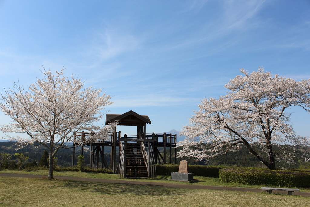 桜見て、霧島で１杯①