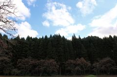 ごんだの大木群