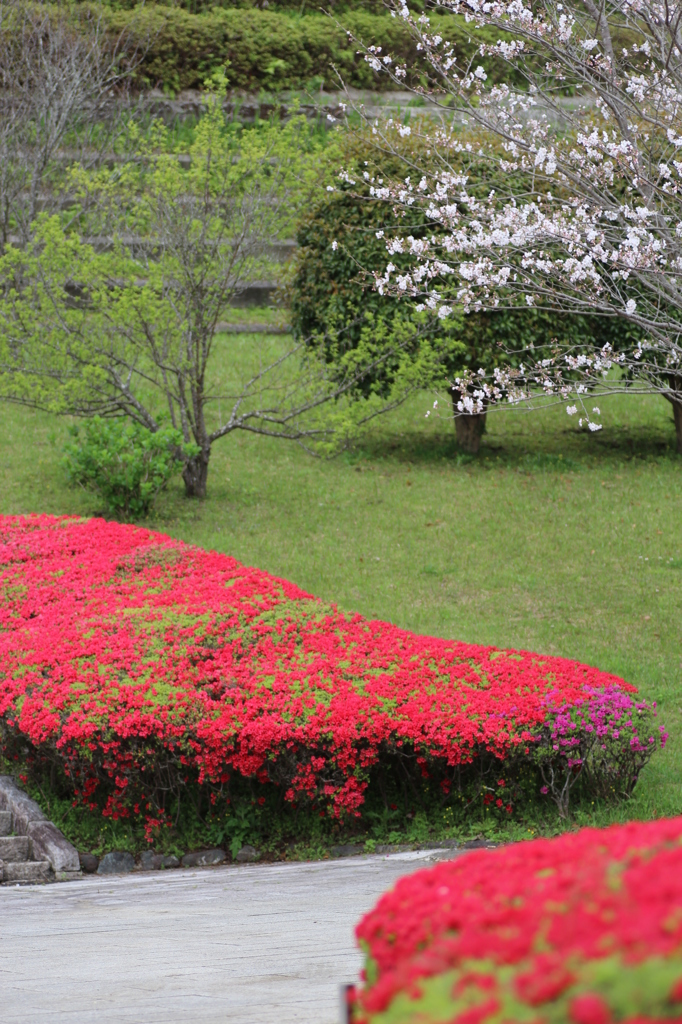 ２０１６桜を求めて（久峰公園）③