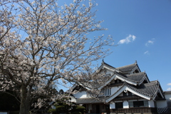 歴史資料館の桜⑨