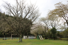 ２０１６桜を求めて（平南小学校）②