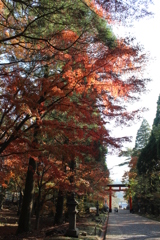 紅の葉を求めて⑥