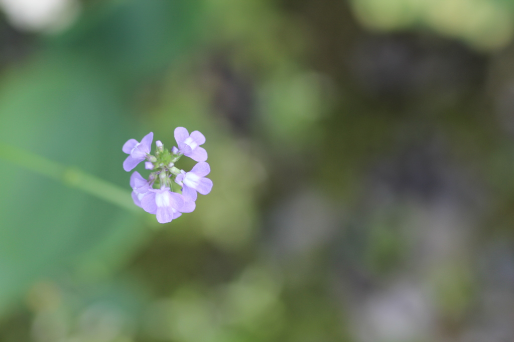 揺れないでマツバウンラン！！②