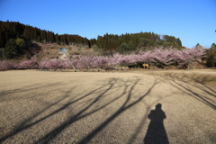 桜をリベンジ②