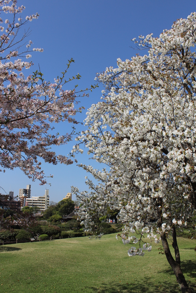 水前寺公園⑤