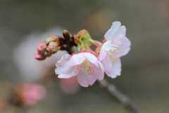 伊東小室桜