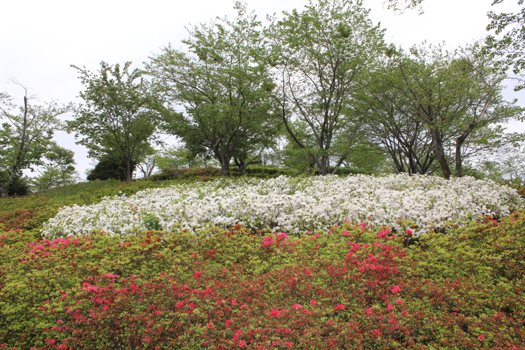 咲き乱れてないツツジ③
