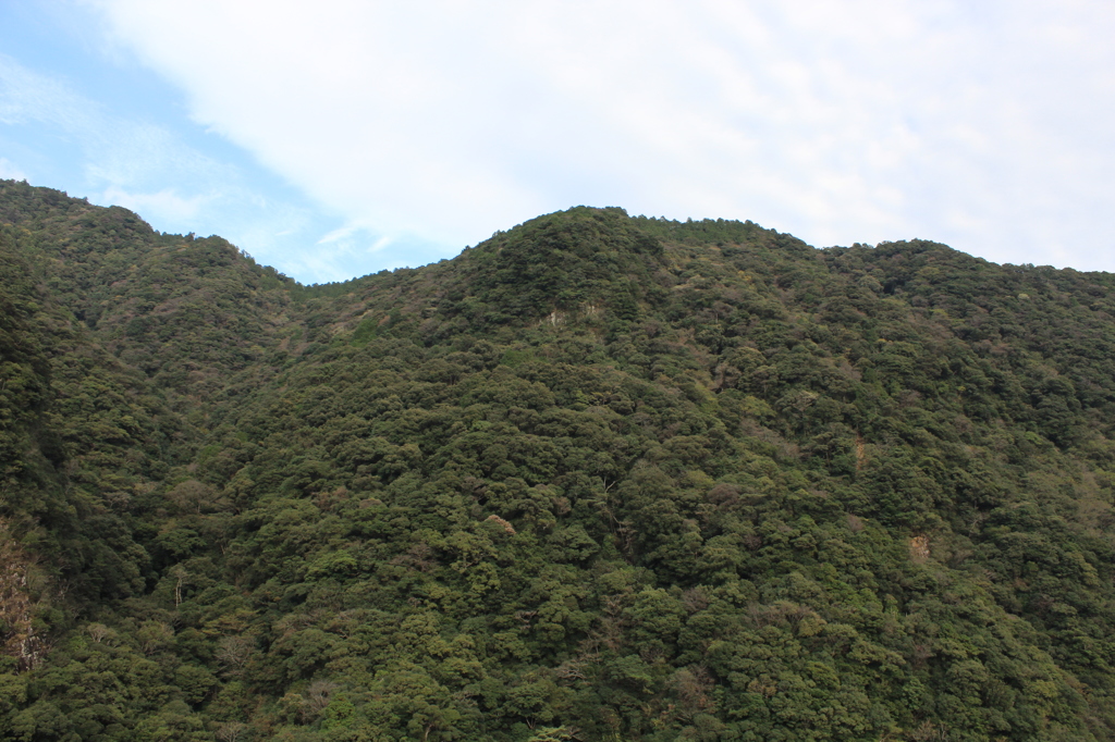 綾の照葉樹林①