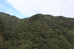 綾の照葉樹林①