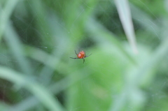 赤蜘蛛参上！！