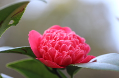 椿②