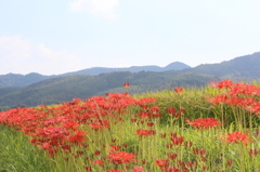 彼岸花と稲穂③