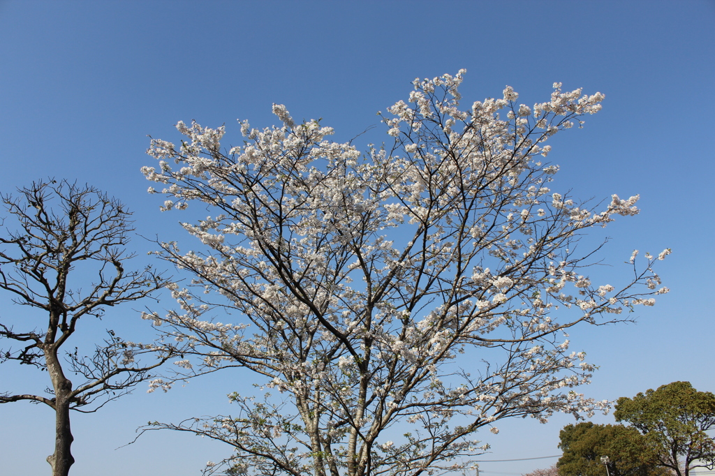 城山公園（都城歴史資料館）②