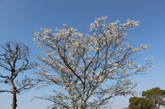 城山公園（都城歴史資料館）②