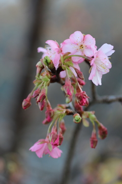 河津桜