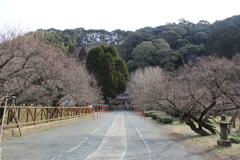 藤川天神（臥竜梅）⑥