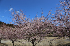 伊東小室桜③