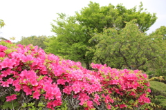 咲き乱れてないツツジ①