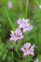 蓮華草（縦バージョン）