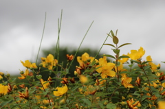 キンシバイその１