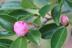 蕾の君（山茶花）