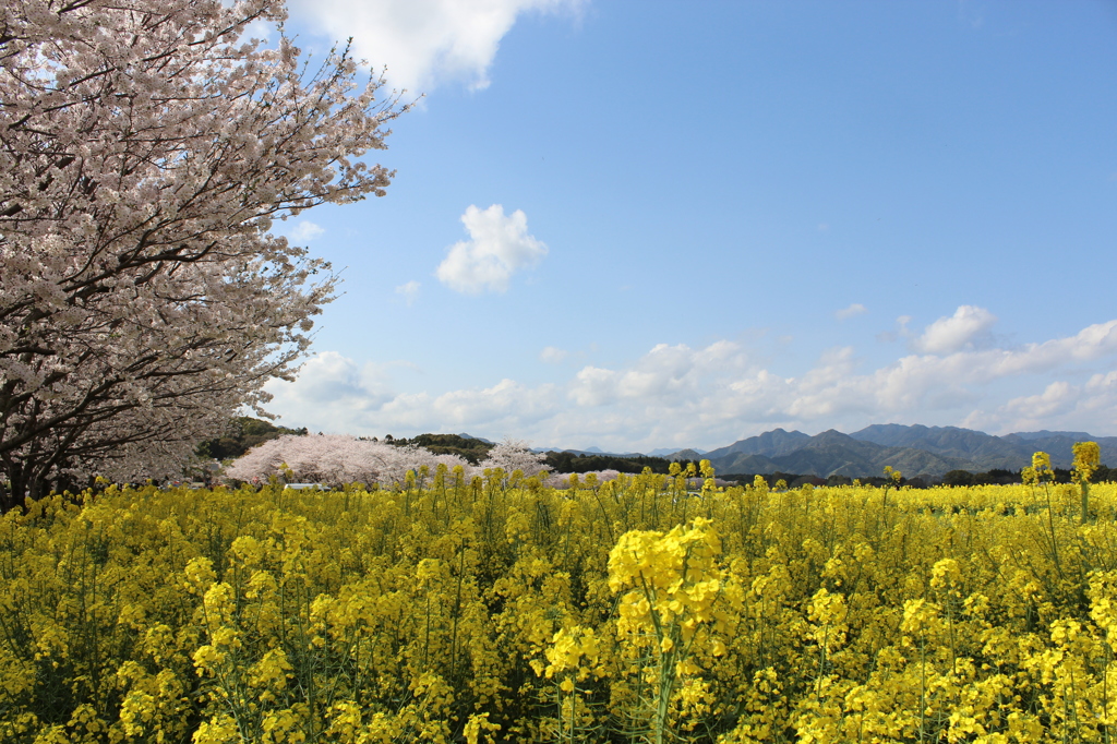 桜と菜の花のコラボ　別バージョン