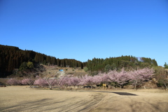 桜をリベンジ③