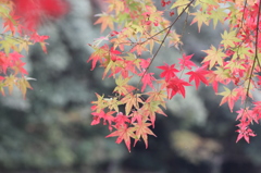 紅葉を求めて（関之尾の滝）⑦
