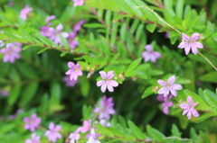 散りばめし紫の花