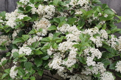 この花は？①➡ハクサンボク