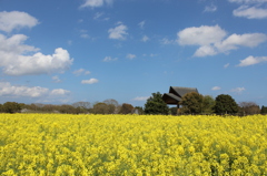 青空と菜の花畑その５