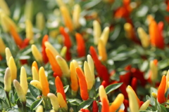 カラフル唐辛子