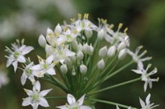 ニラの花