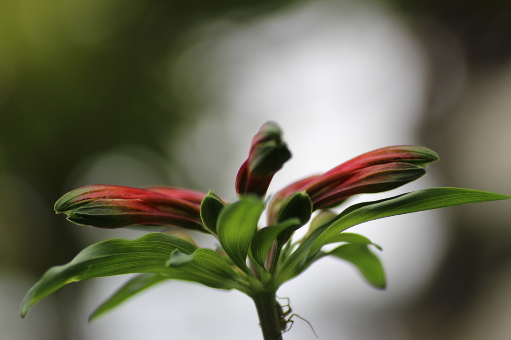 インカのユリ①