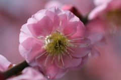 時には花びら、でっかく・・・