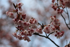 ２０１８寒桜②