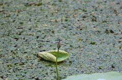 ハス花飛行場その１