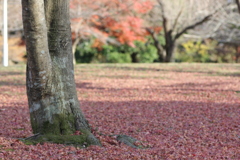 落葉のコンチェルト③