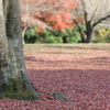 落葉のコンチェルト③