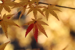 黄葉を求めて②