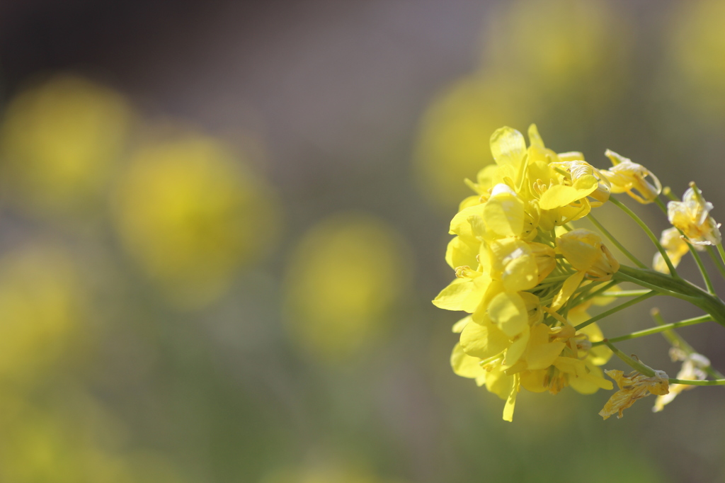 春の陽光（菜の花）