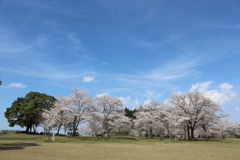 くまそ広場の桜①
