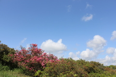 かろうじてのツツジある高峠
