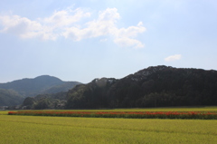 彼岸花と稲穂①