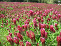 ストロベリーキャンドルその１