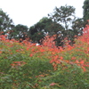 紅緑葉