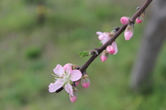 ピンクに染まりし君（キミ）その２