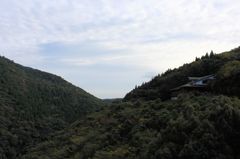 綾の照葉樹林④