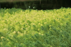 高下谷公園①