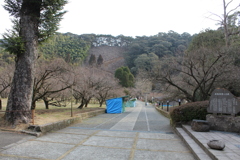 藤川天神（臥竜梅）①